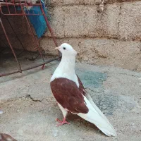 کبوتر