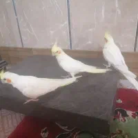 عروس هلندی لوتینو دو ساله و آماده جفت گیری