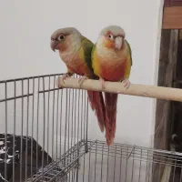 جفت گرینچیک ۴ماهه اهلی و رام