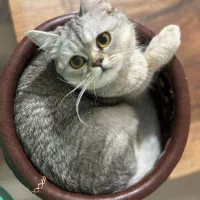 گربه