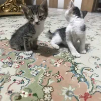بچه گربه رایگان