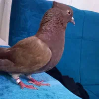 یک عدد کفتر سرخ