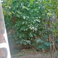 ام وی ام 530