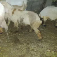 کاور بختیاری ابستن