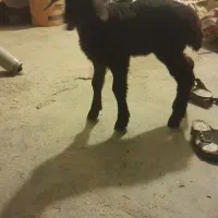بره
