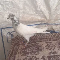 کبوتر کله سپه