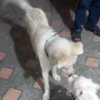 یک سگ با‌قلاده پیداشده در اندیمشک