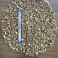 مغزپسته موشی گندمی