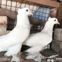 سفید کلاهی پاپر فرش گره
