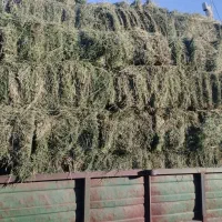 یونجه درجه یک