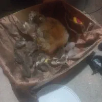 جوجه مرغ شاخدارهندی