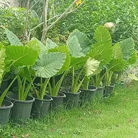 گل بابا ادم عروس گلها|گل و گیاه طبیعی|رشت, بازار|دیوار