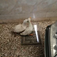 اردک کاکولی