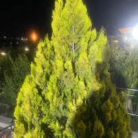 ویلا باغ ۱۰۰۷ متری باسمنج هروی دیزج نعمت آباد