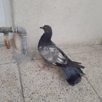 کفتر