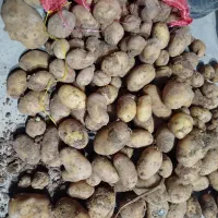 سیب زمینی خوراک  گاو و گوسفند