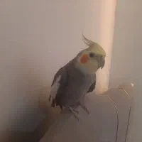 فروش و معاوضه