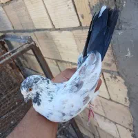 کبوتر