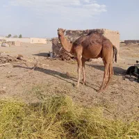 شتر