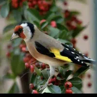 سهره