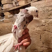 کفتر|پرنده|صالح آباد, |دیوار