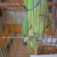 جفت نر و ماده ملنگو