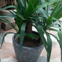 گل یوگا با گلدان