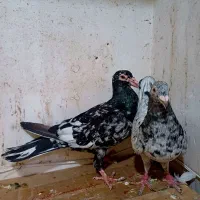 کفتر . سار . . کبوتر
