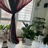 گل های آپارتمانی سرحال