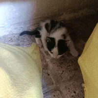 سه تا بچه گربه