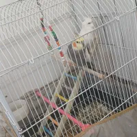 دو عدد عروس هلندی