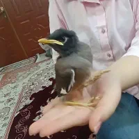 جوجه مینا
