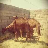 شتر