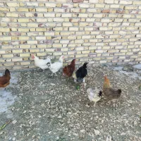 مرغ و خروس محلی