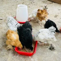 جوجه برهما ۲ ماهه، اردک اسراییلی و کوشین و فرفری