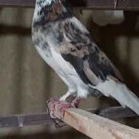 کبوتر تهرانی