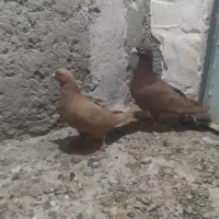 کبوتر سرخ و زردنامور