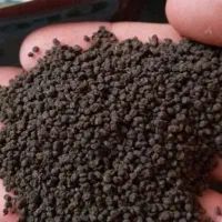 چای کله مورچه ای درجه یک