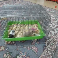 یک جفت همستر سالم و شیطون + قفس