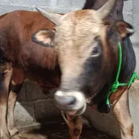 ورزا چالوسی