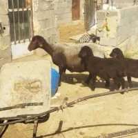 گوسفند