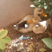 دو عدد اردک رسمی