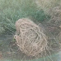 فروش یونجه