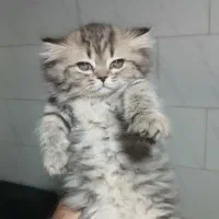 بچه گربه
