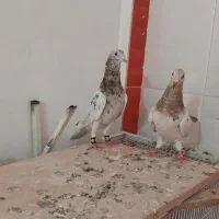کفتر هفت رنگ