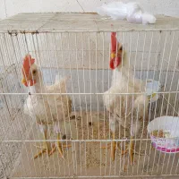 فروش دو تا جوجه خروس