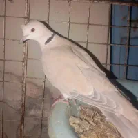 کبوتر خانگی معامله با کفتر