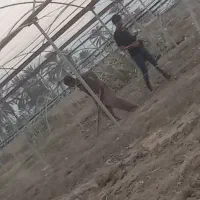 گلخونه