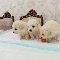 توله سگ