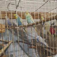 مرغ عشق